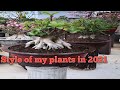 Style of plant in 2021