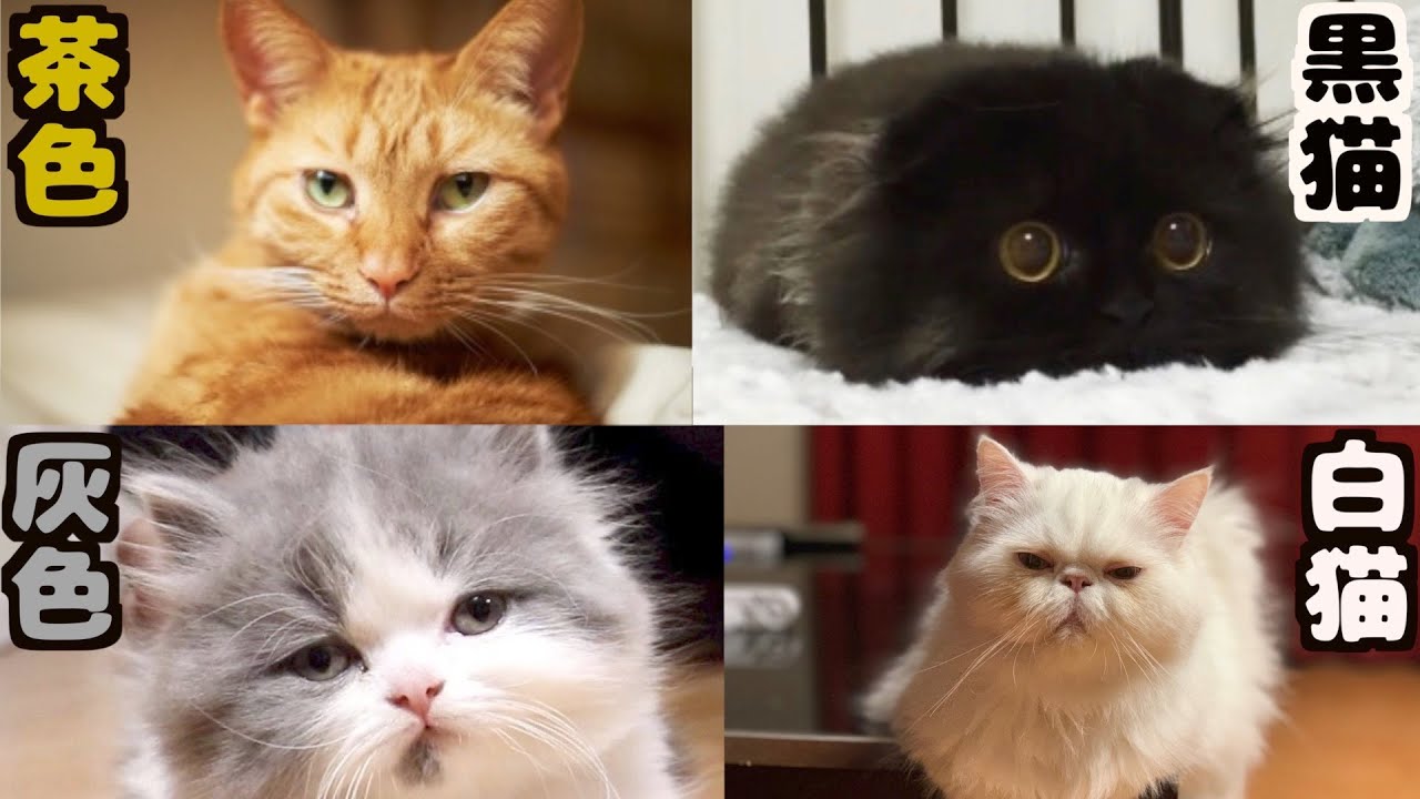 驚愕 猫の性格は毛の色や柄で決まるらしい Youtube