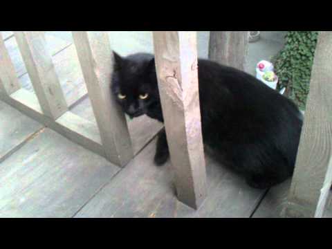 tempter black cat--მაცდური შავი კატა