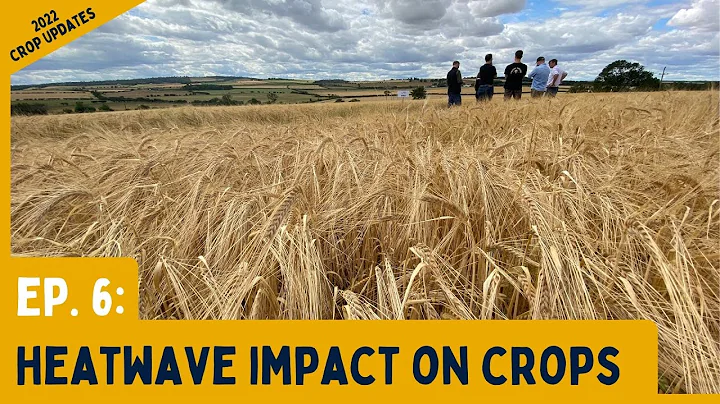 Heatwave Accelerates Crop Growth | 2022 Spring Barley