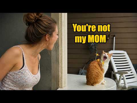 When Cats Start Talking Back to Their Owners 😂 | Funniest Cat Moments