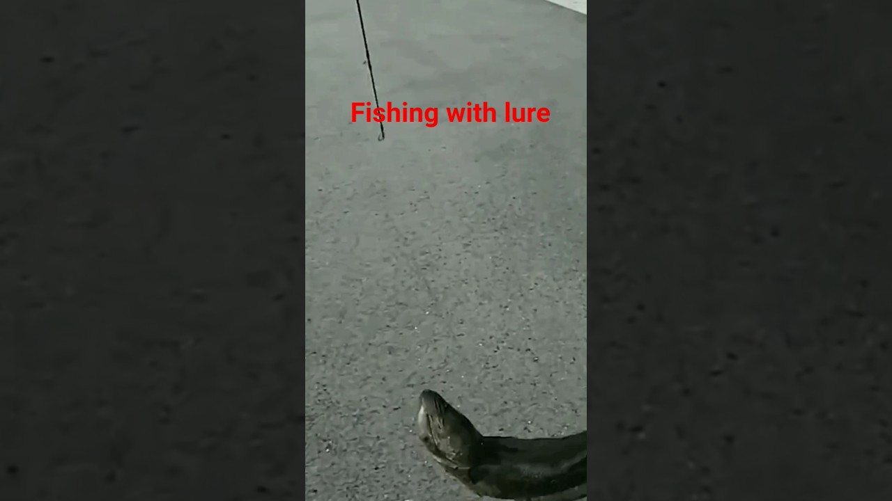 Catfish fishing with lure 