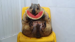 funny marmot sits and chews watermelon