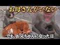 【パンチくん🐵】ママを知らない僕がお兄ちゃんになった日！昨日生まれた赤ちゃんをじっと見つめる姿に涙が止まらない💦