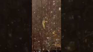 Эх, Зима-Зима, Белая Метелица