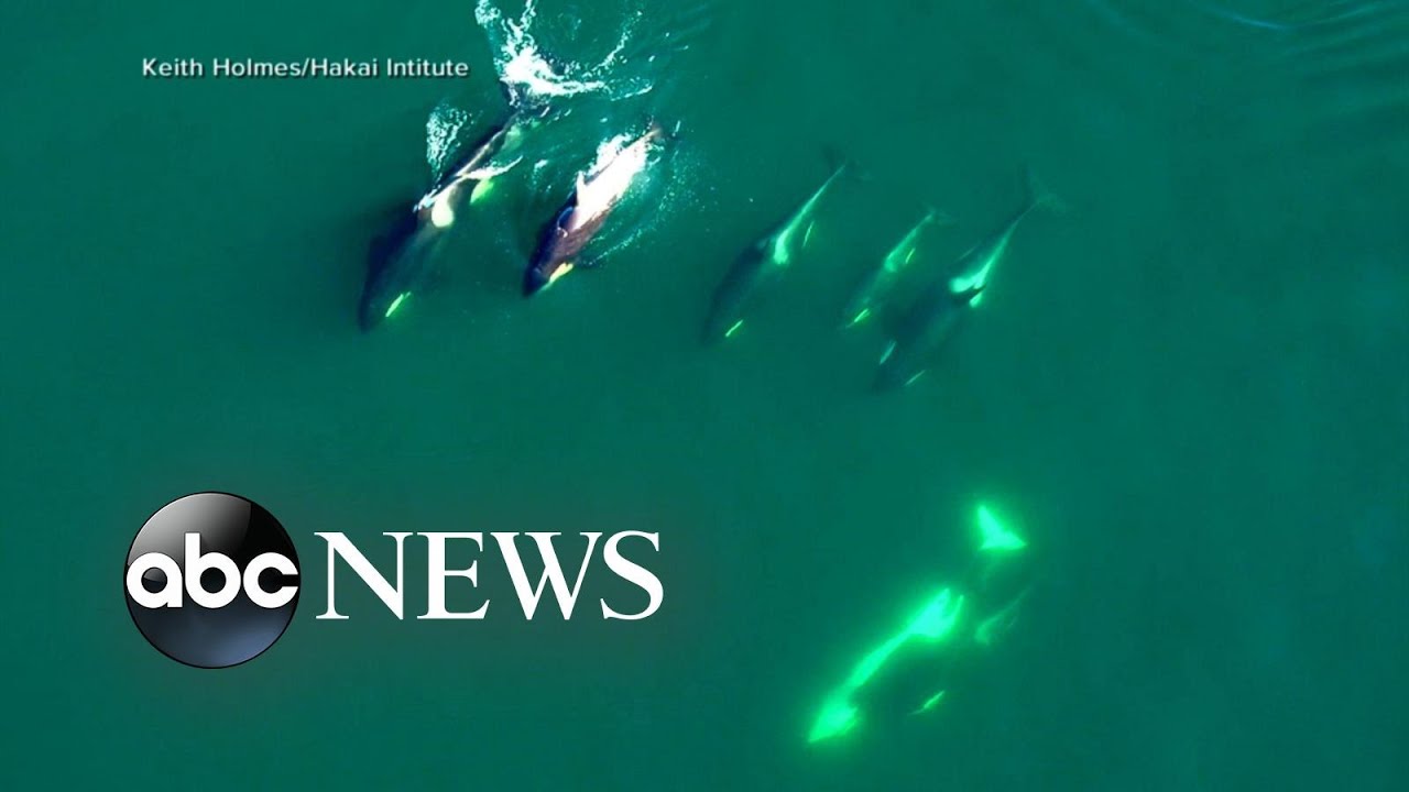 Drone footage gives inside look at lives of killer whales l ABC News