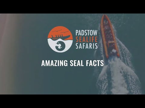 Interesting facts about Seals - A Seal Q&A with Padstow Sealife Safari Interesting facts about Seals - A Seal Q&A with Padstow Sealife Safari