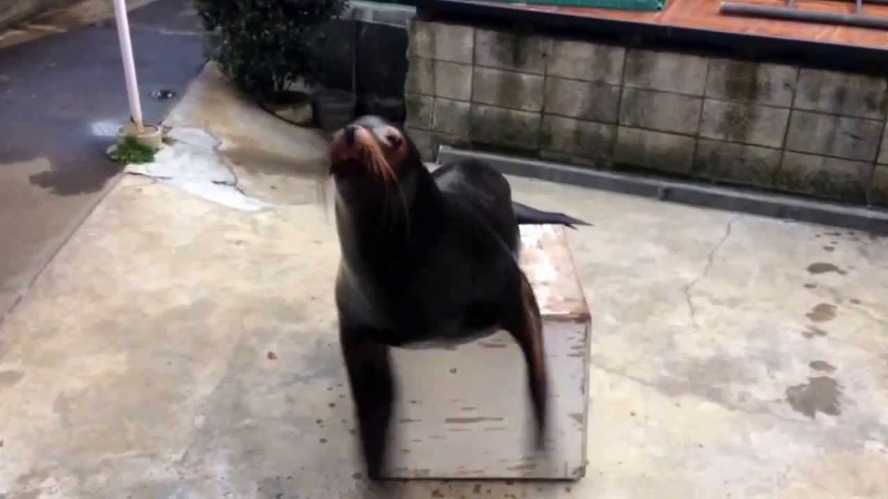 アシカの拍手 Youtube