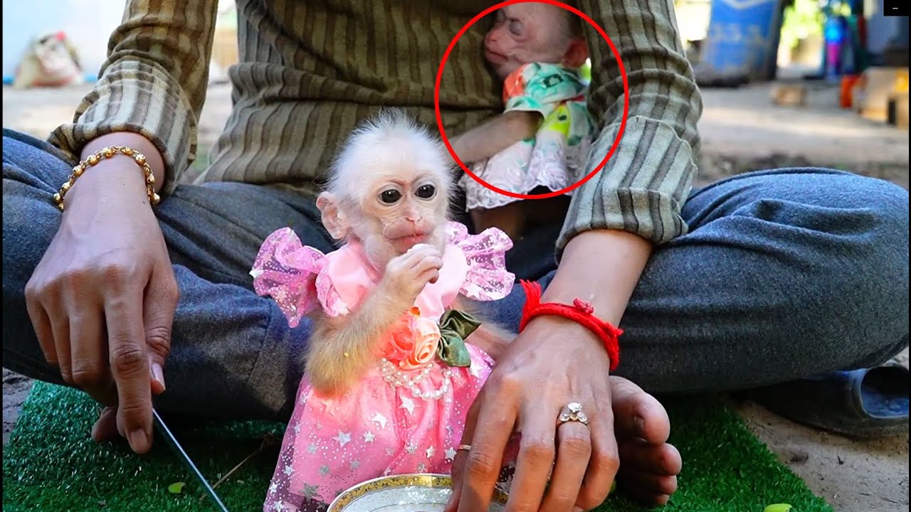 Super Sleep PLOY Not Yet Get Up Don't Care Anything Look Reaction When See Fruit