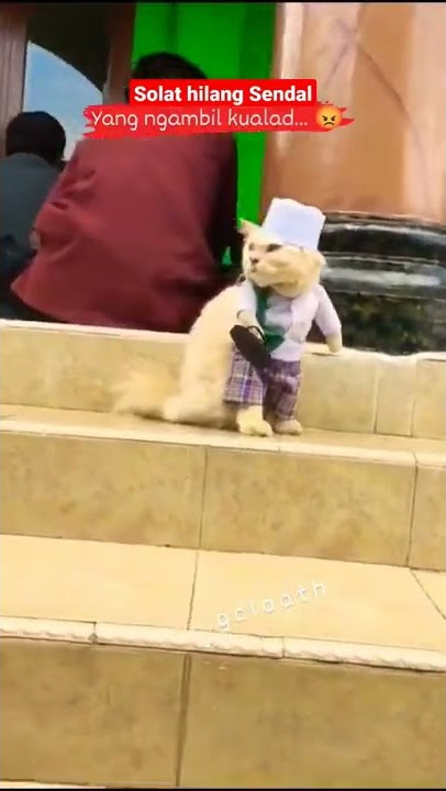 Lucu!! Pulang JumatAn Hilang sandal  #lucu #kucing #viral