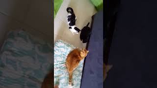 Hexbug Mouse Robotic Cat Toy unleashed!