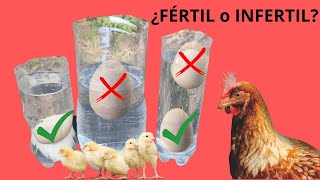 ¿Como Saber si Un Huevo de Gallina es Fértil? 🐣 Seleccionar los Huevos Para Incubar