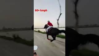 Marwari horse danni sire by stallion danna at top speed / fastest marwari horse