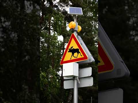 Hirvet säikähtävät, kun pohjalaismummo puhuu
