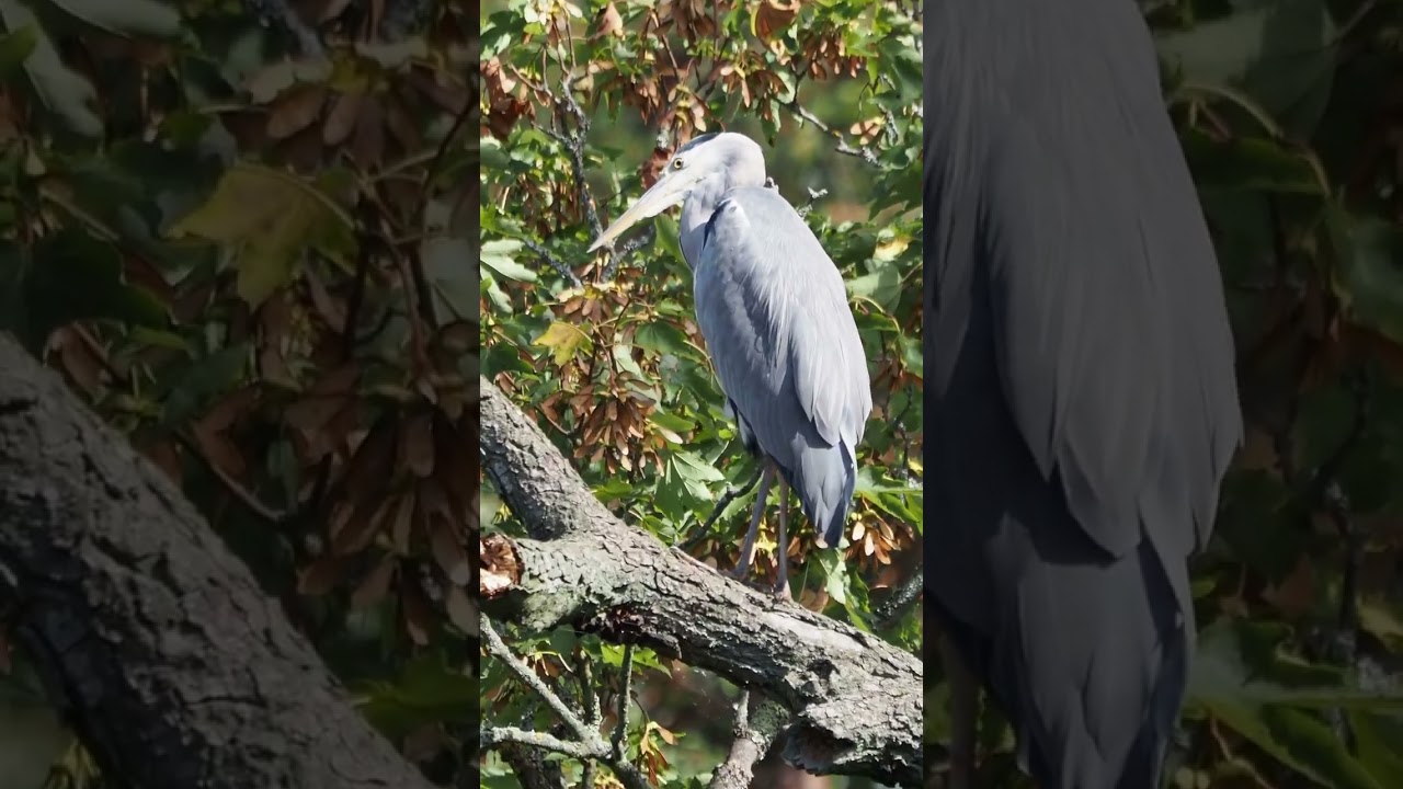 Grey Heron perched and watching