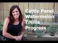 Cattle Panel Vertical Watermelon Trellis Progress and Care Tips
