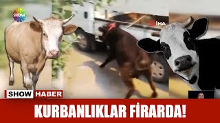 Kurbanlıklar firarda! Resimi