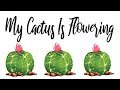 My cactus is flowering