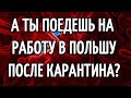 РАБОТА В ПОЛЬШЕ ПОСЛЕ КАРАНТИНА / ПОЕДЕШЬ? / КАКАЯ РАБОТА ТЕБЯ ИНТЕРЕСУЕТ?