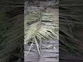 plepah lurus supaya pupuknya awet gak lari kemana mana #fypyoutube #shortvideo