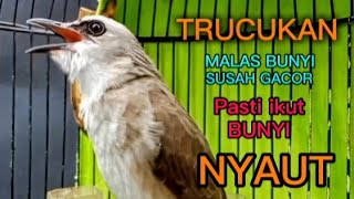 Trucukan Bahan Ombyokan paut Bisu Pasti ikut Bunyi NYAUT NGAMUK MENDENGAR SUARA TRUCUK INI ‼️