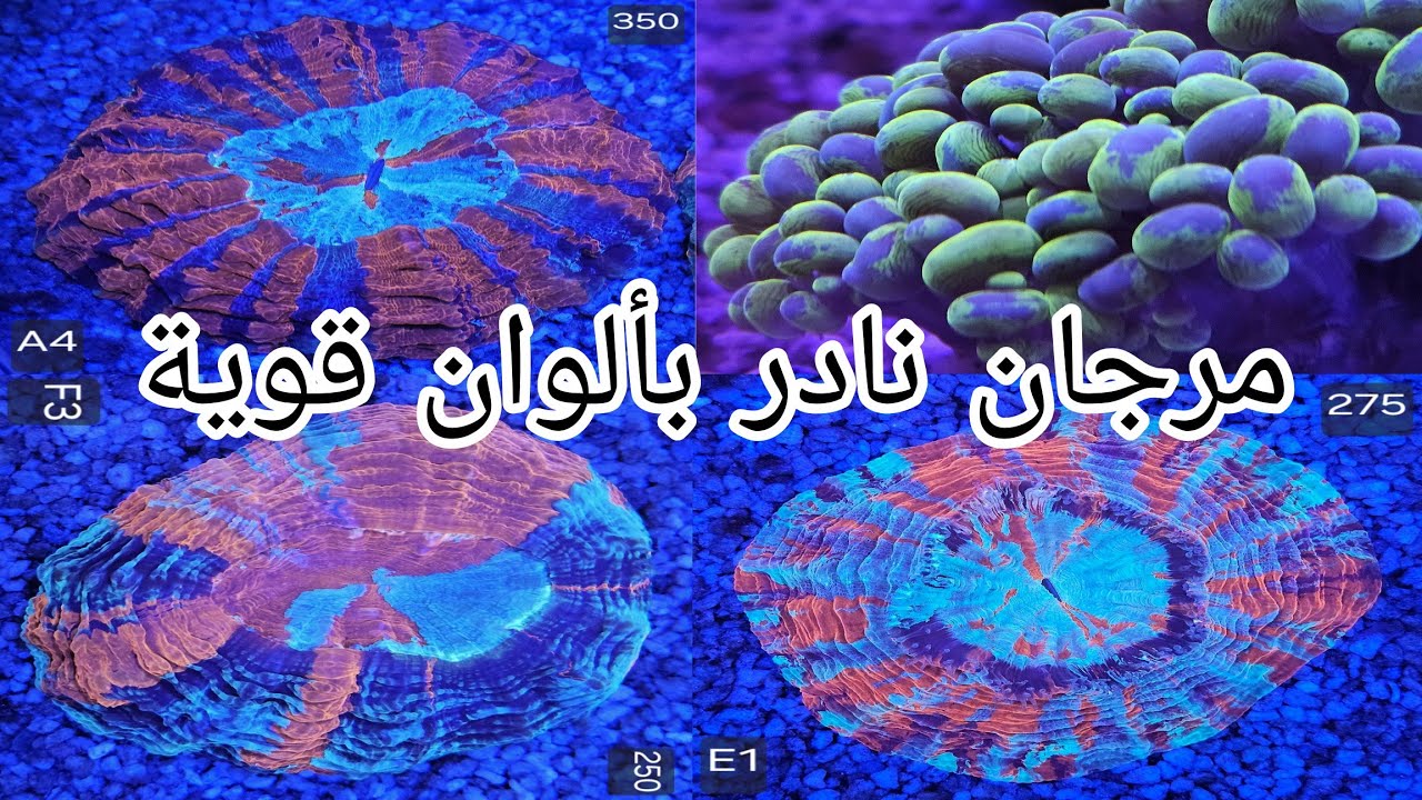 “أجمل أنواع المرجان المتوفرة حالياً 2025 — ألوان خرافية ومجموعات نادرة!”