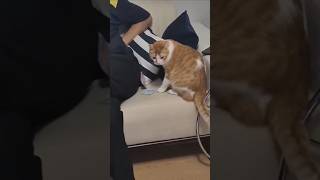 Bu eve bir daha misafir gelmez. Kedimin yaptığına bak.