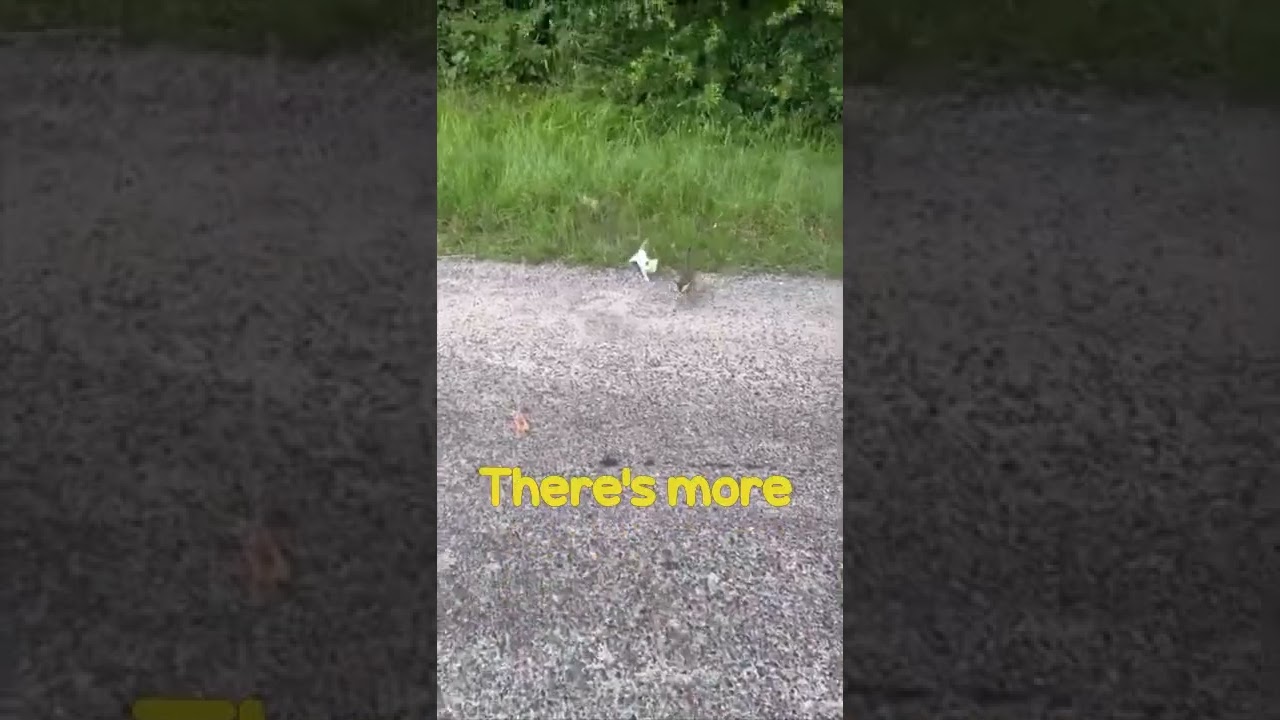 Ambush of Stray Kitten Appear after Man tries to save a kitten