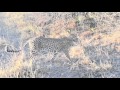 Leopard attempts to hunt a bird