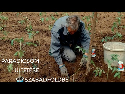 Videó: Paradicsom: Palánták ültetésének Előkészítése