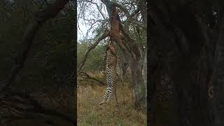 Leopard's Gym Workout: Pull-Ups with a Buck 😂