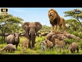 Afrikas wilde Wunder 4K UHD - Die schönsten Orte \u0026 exotische Tierwelt