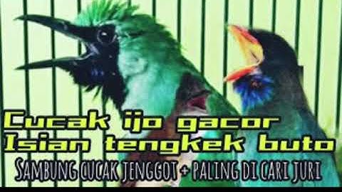 Cucak ijo nembak Kapas tembak sambung tengkek Buto
