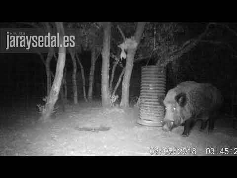 Cazan un enorme jabalí medalla de oro después de 14 meses tras su rastro