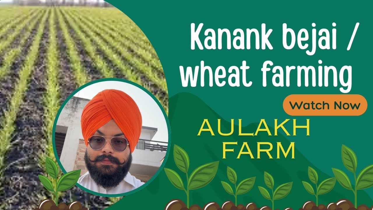 Kanak bijan da tareeka 🌾 traditional wheat seeding haryana  | @Nawabvlogs13 