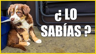Lo que NO SABES de los CACHORROS !!! 😱 Primeras Etapas by Adiestramiento Canino con EnricEnPositivo 1,656 views 7 days ago 5 minutes, 19 seconds