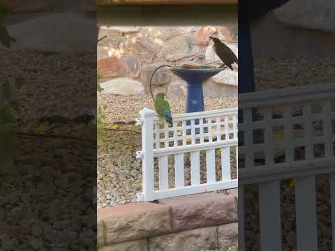 Wild Lovebirds Arizona