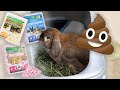 How to potty train a rabbit