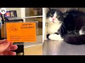 Shelter Cats Get Adopted - Priceless Moments When Shelter Cats Realized They Are Being Adopted