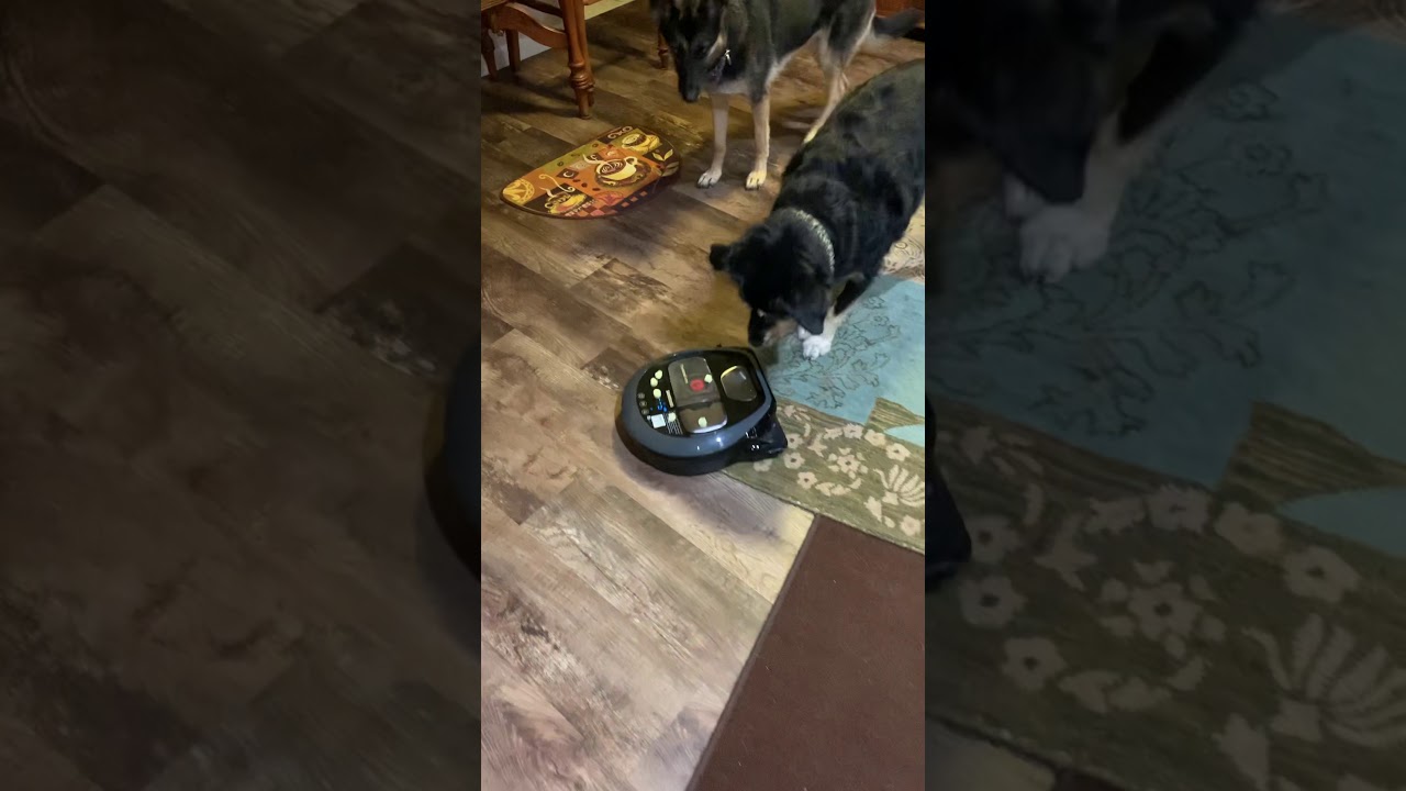 How to train dog stop barking at robot vacuum