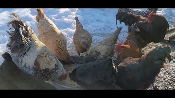 HMOOB MEKAS MUS PUB QAIB NAWB 3/2/2022