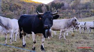 Mandria Al Pascolo E In Attesa Della Transumanza A Frabosa Sottana Cn Mart. 28 - 10 - 2025.