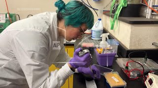 University research in turmoil after Trump administration declares diversity policies 'illegal'