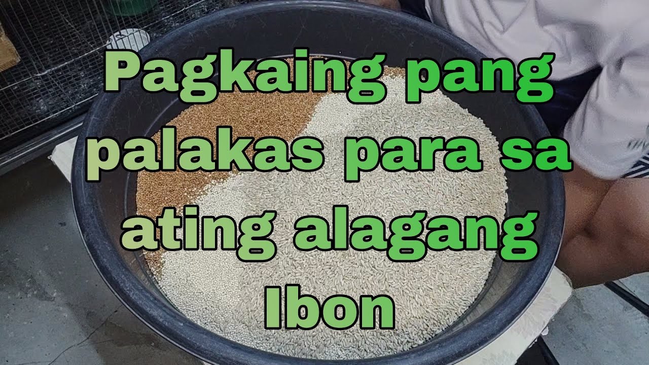 Pagkain pangpalakas para sa ating mga alagang ibon #birds #birdbreeder ...