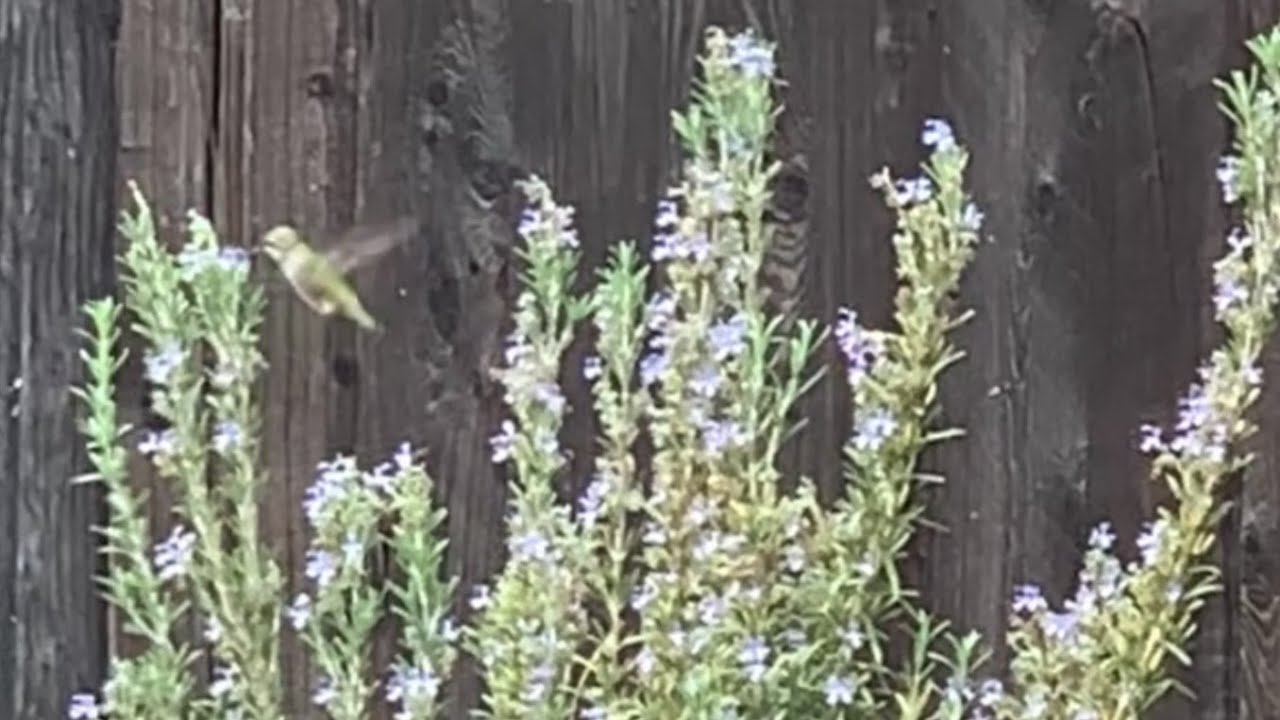 Hummingbirds love Rosemary flowers 🦜🪻🌱 YouTube