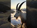 Mountain life #GOAT #mountain #NatureDocumentary