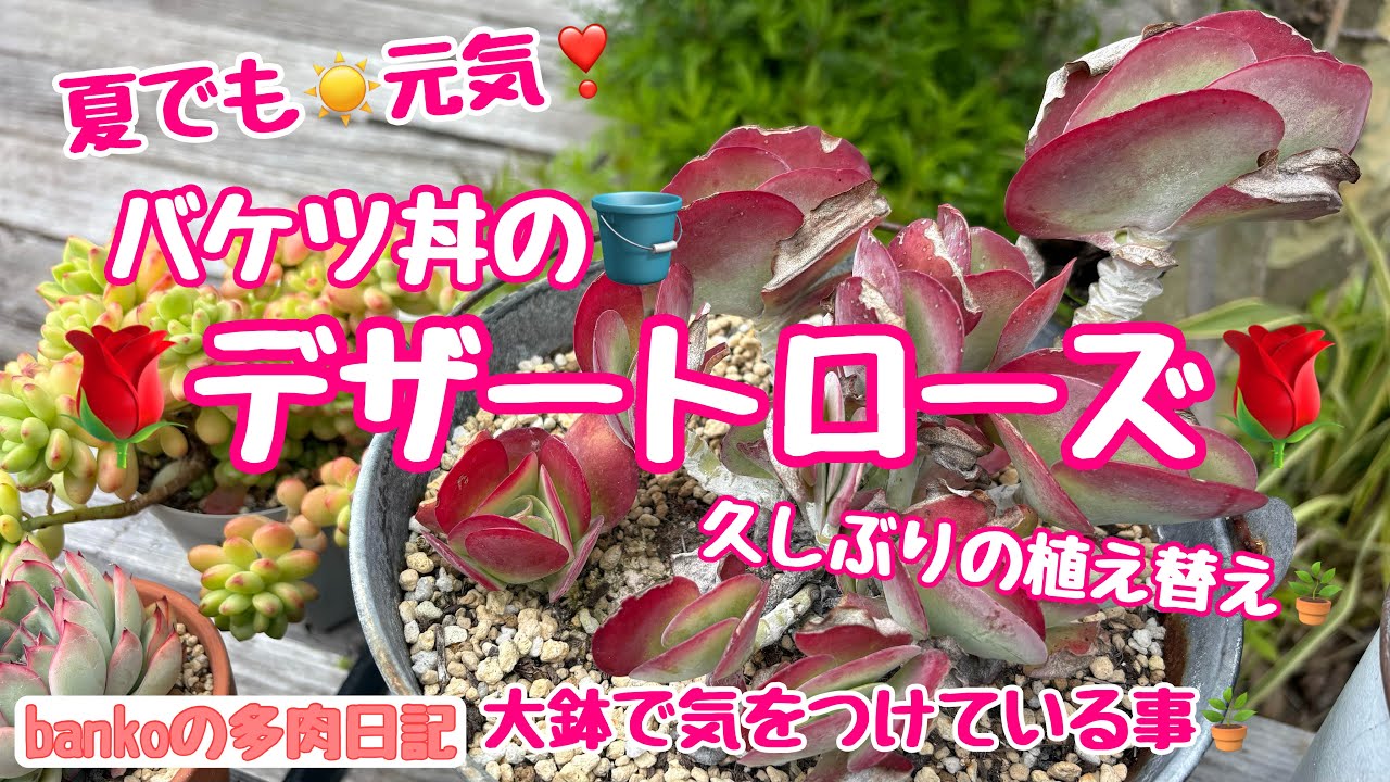 多肉日記#393】大群生❣️バケツ丼🪣デザートローズの植え替え🌹大きい