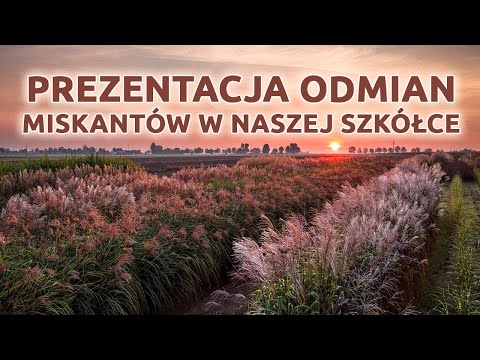 Prezentacja odmian miskantów w Szkółce Słowińscy - TRAWY OZDOBNE