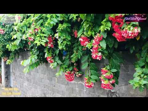 Video Hàng rào đẹp với hoa Sử Quân Tử - Anh Linh Channel - youtube