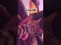 I like me🤭🐈 #cat #milo #michi #funny #cute #gato #pets
